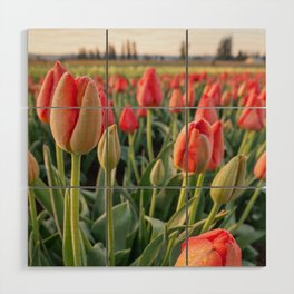 Red tulips with morning dew Wood Wall Art