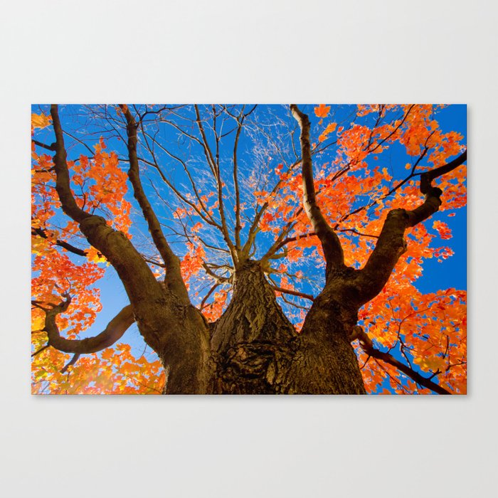 Autumn Blue Canvas Print