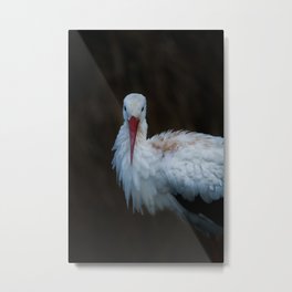 White Stork Metal Print