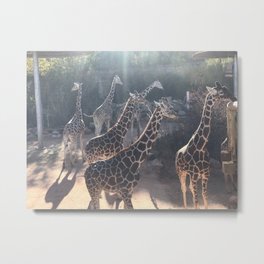 Giraffe National Park // Spotted Long Neck Graceful Creatures in Wildlife Preserve Metal Print | Room Bed Bath Wall, Gorilla Scenery, Animals Zebra Big, Sofie Elephant Photo, Artwork Decor New, Adorable Love Earth, Wildlife Wild Zoo, Cheetah Childrens, Pictures Picture In, Boys Girls Girl Boy 