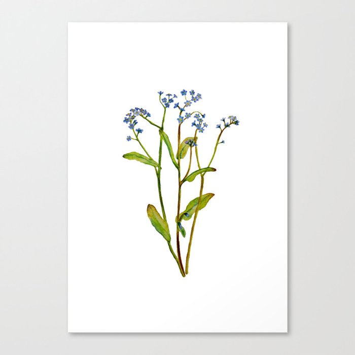 Forget Me Not Flowers Watercolor Art Canvas Print By House Of Ursa Society6