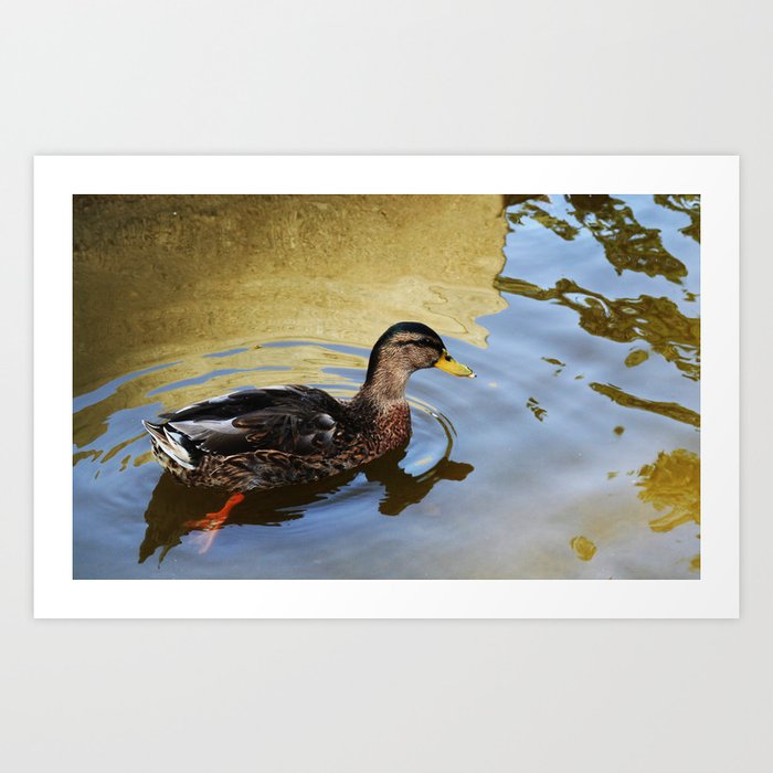 Duck swimming in a golden lake Art Print
