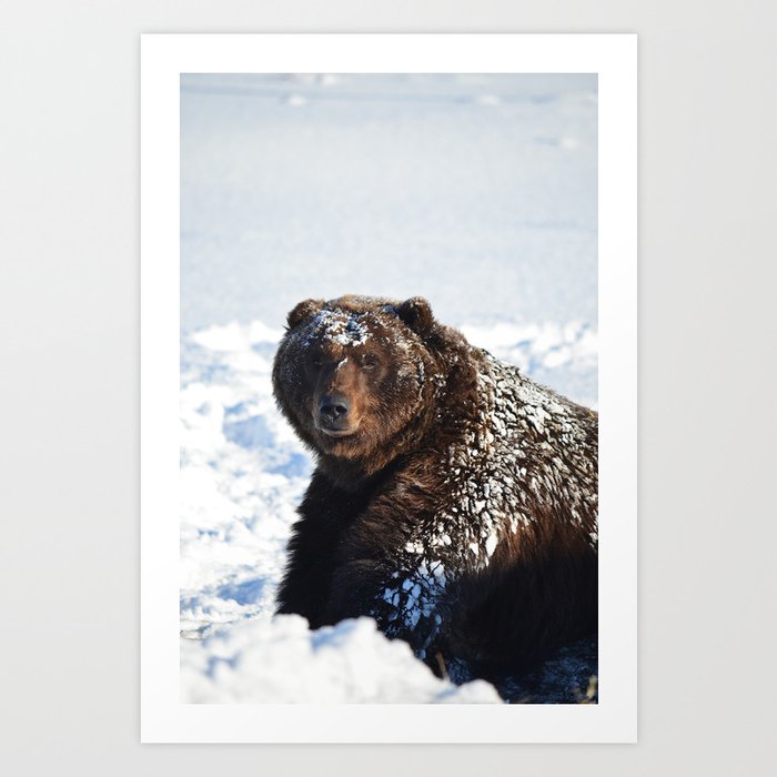 Alaskan Grizzly in Snow Art Print