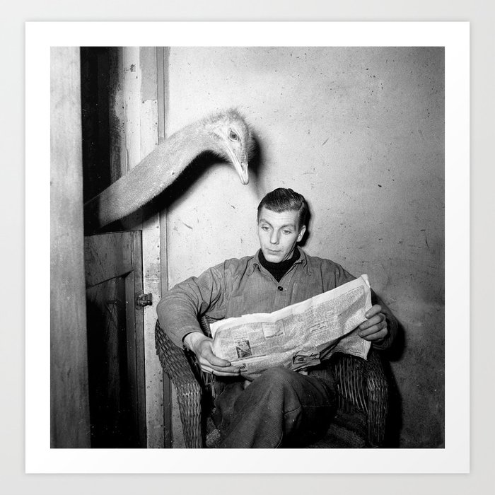 Humorous ostrich reading newspaper over man's back vintage black and white photograph - photography - photographs Art Print