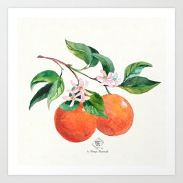 Orange Blossom Watercolor Square 2 Art Print