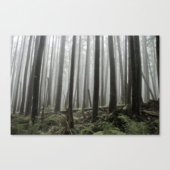 Tall Trees Canvas Print