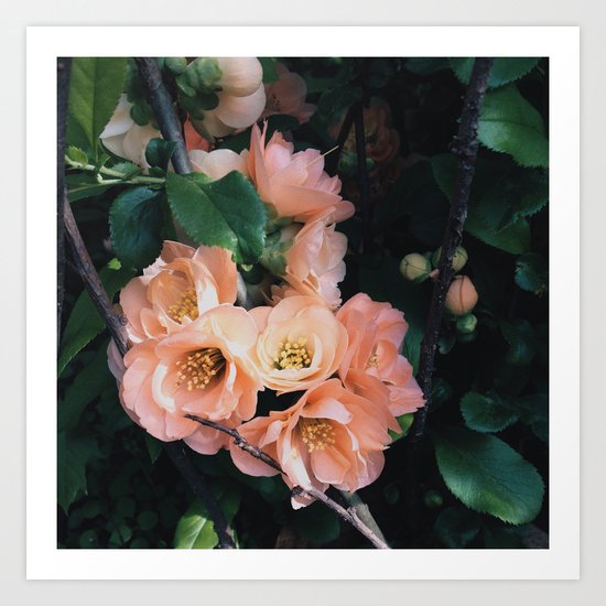 Flowering Quince Art Print