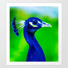 Peacock V Art Print