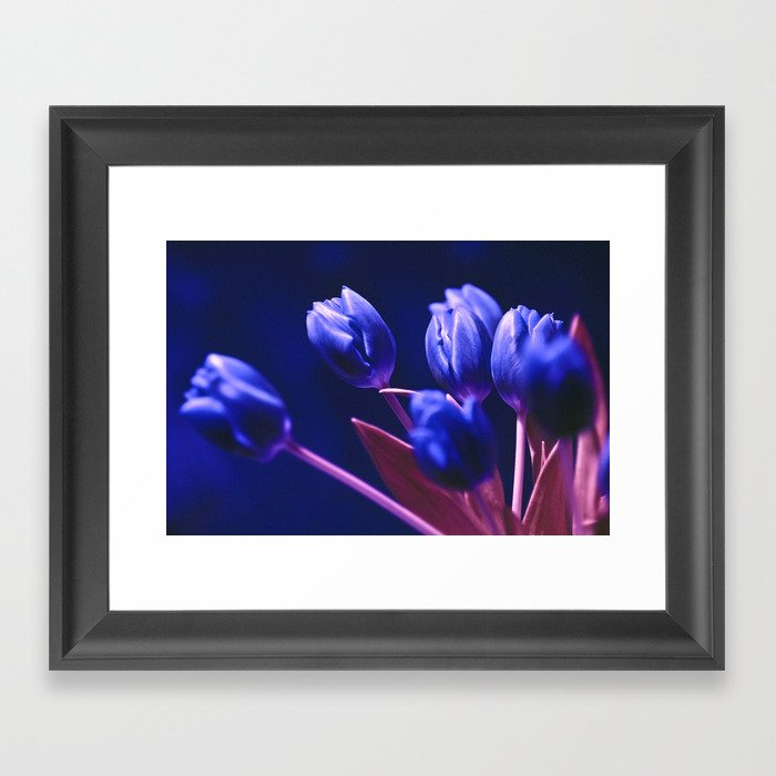 Blue Poetry of Tulips Framed Art Print