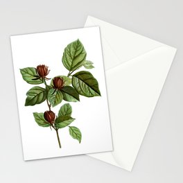 Vintage Carolina Allspice Flower Botanical Illustration on Pure White Stationery Card