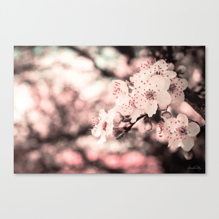 Sweet Spring (White Cherry Blossom) Canvas Print