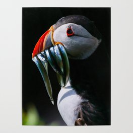 bird fishing Poster