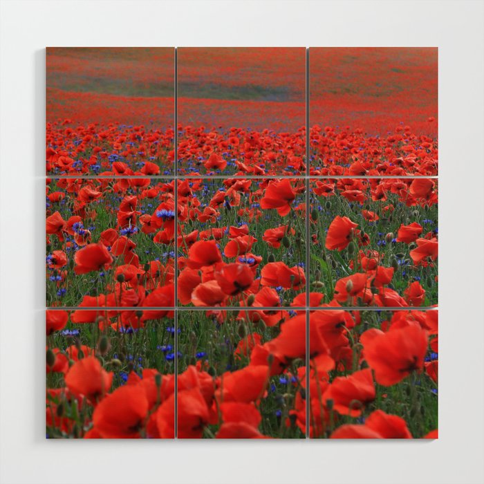Field of Beautiful Red Poppies Wood Wall Art