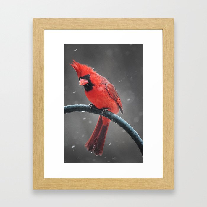 Cardinal 2 Framed Art Print