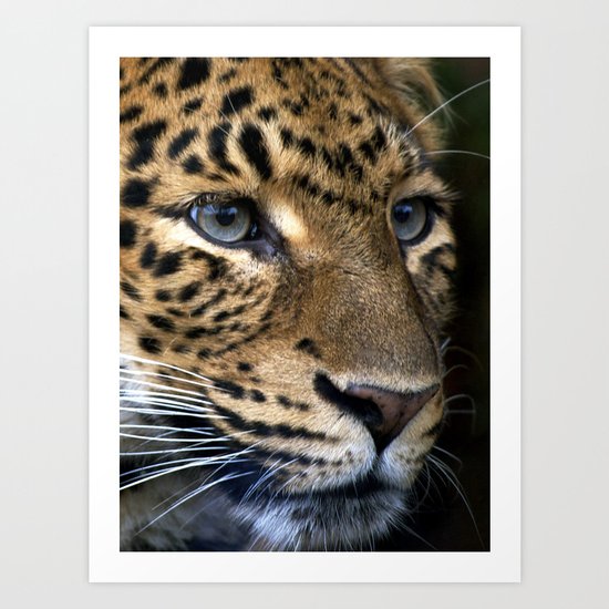 Chinese Panther Art Print