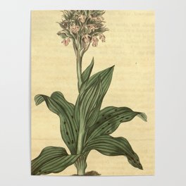 Neotinea lactea (as Orchis acuminata) Curtis' 44 pl. 1932 (1817) Poster