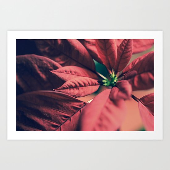 Poinsettia Red Art Print