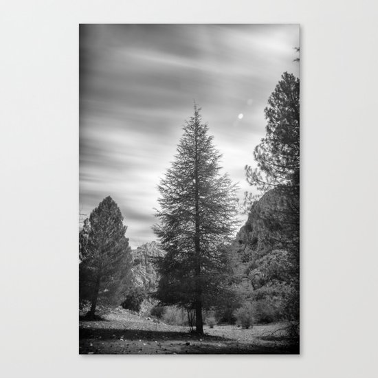 "Looking for the sky" Into the woods... BW Canvas Print