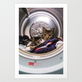 The crazy cat who went to keep the laundry safe, cute tabby cat in the Netherlands | Fine Art Colorful Travel Photography Art Print