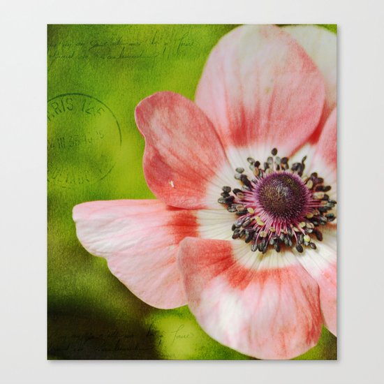 Anemone Flower Canvas Print