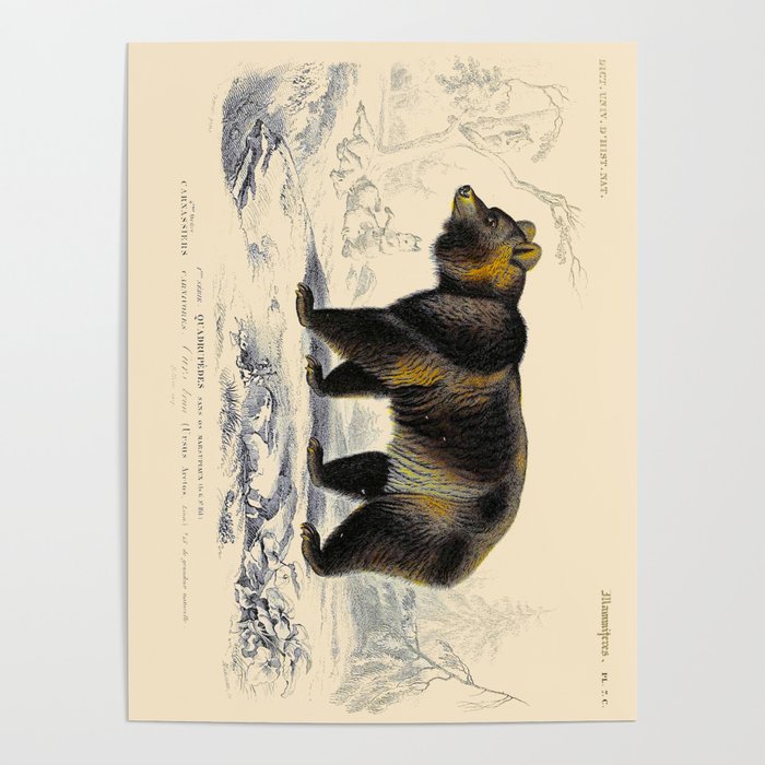 Vintage Grizzly Bear Poster