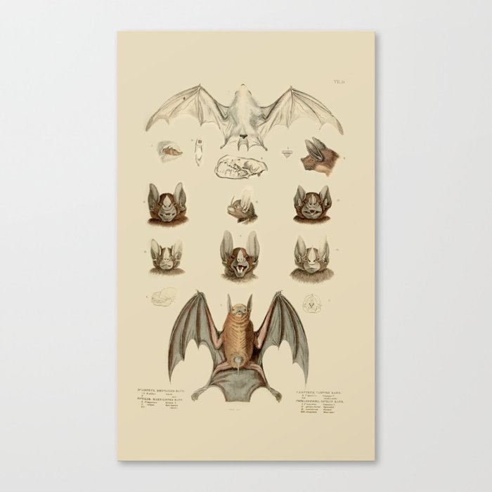 Vampire Bats Canvas Print