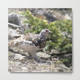 Watercolor Bird, Rock Ptarmigan 68, West Ute Trail, RMNP, Colorado Metal Print