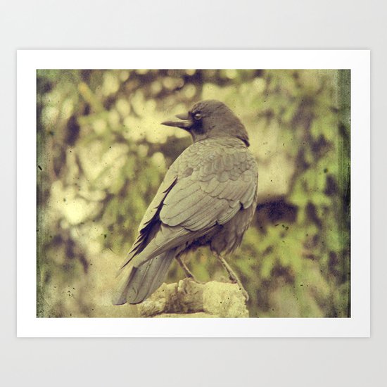 Summer Crow Art Print