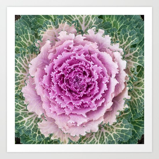 purple cabbage Art Print