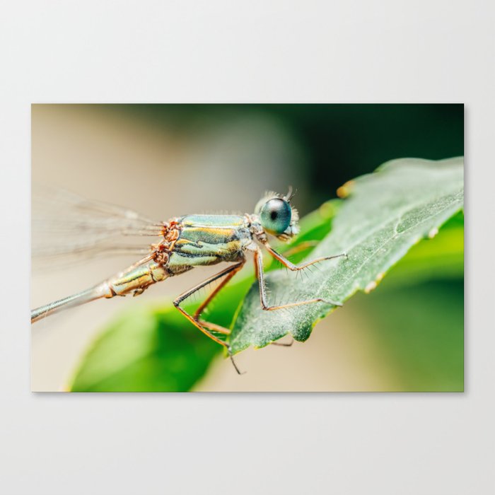 Dragonfly Macro Portrait In Nature Nature Wall Art Print Insect Close Up Photography Minimalism Canvas Print By Radub85