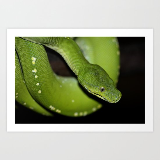 Green Python Portrait 2 Art Print
