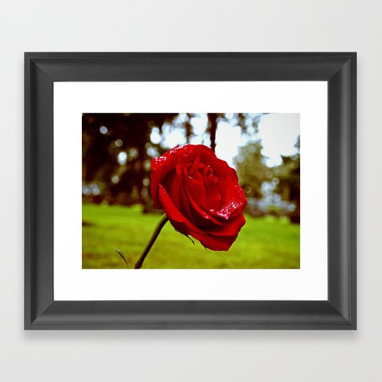 Single red rose Framed Art Print