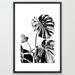 Monstera Black and White 07