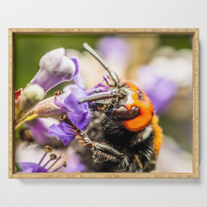 Japanese Giant Hornet Vespa Mandarinia Japonica Gathering Flower Pollen Bee Insect Macro Photo Serving Tray By Radub85