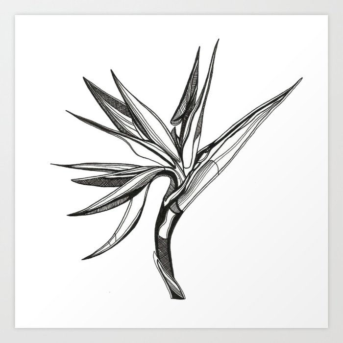 Bird Of Paradise Flower B&W Art Print By Tled | Society6