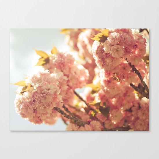 Cherry Blossom Canvas Print