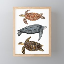 Green, leatherback and hawksbill sea turtles Framed Mini Art Print