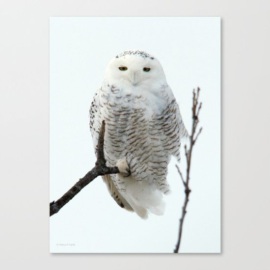 Snowy in the Wind (Snowy Owl) Canvas Print