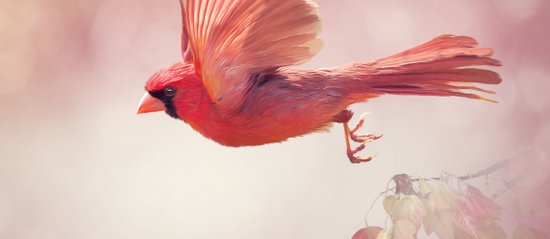 Male Northern Cardinal Flying Watercolor Painting Coffee Mug By