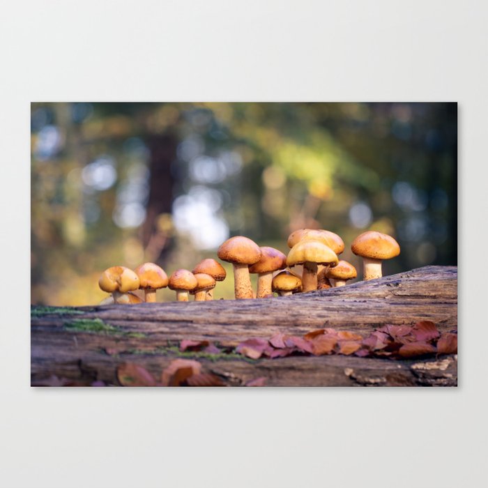 Mushrooms | Autumn | Forest | Nature photography by Margriet Verkuijlen Canvas Print