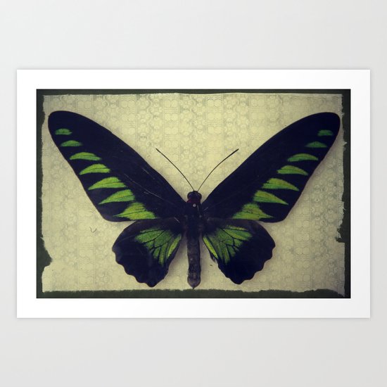 Papillon Art Print