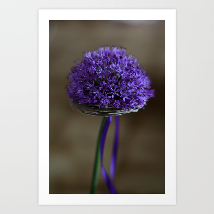 Allium Art Print