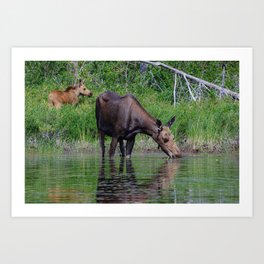 Algonquin Moose Encounter I Art Print