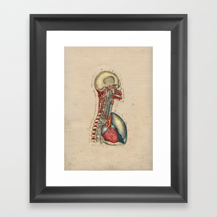 Human Heart Nerves Anatomy 1841 Print Framed Art Print