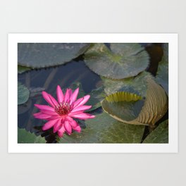 Pink Lotos Flower Blossom - Water Lilies Art Print