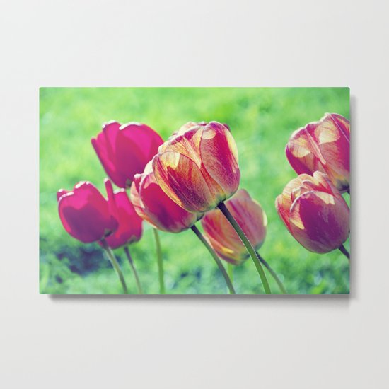 Lighted Tulips Metal Print