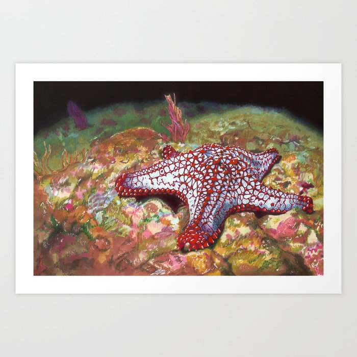 Red Knob Starfish Art Print