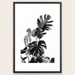 Monstera Black and White 09
