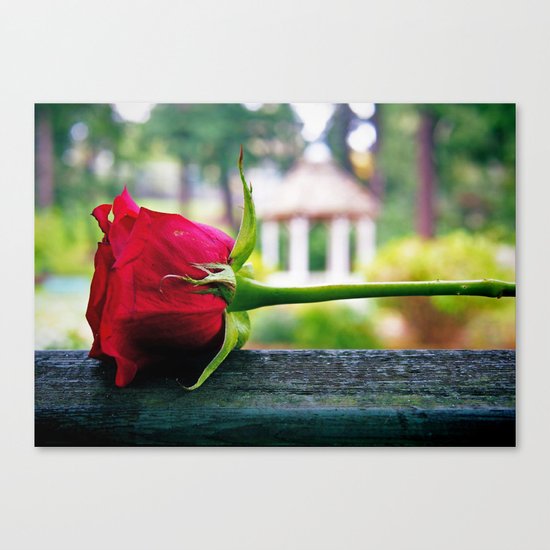 Last rose Canvas Print