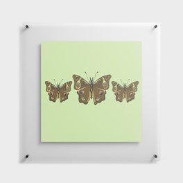 buckeye butterfly Floating Acrylic Print